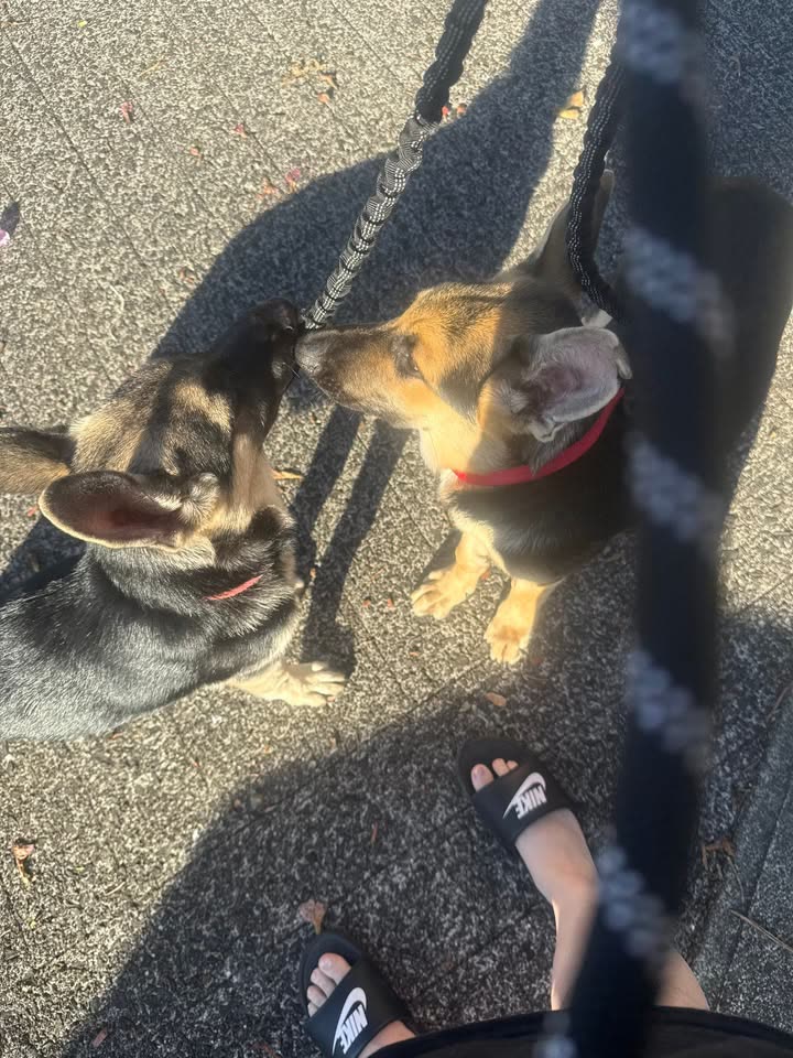 FOUND PET - Hawaii | SSH Search