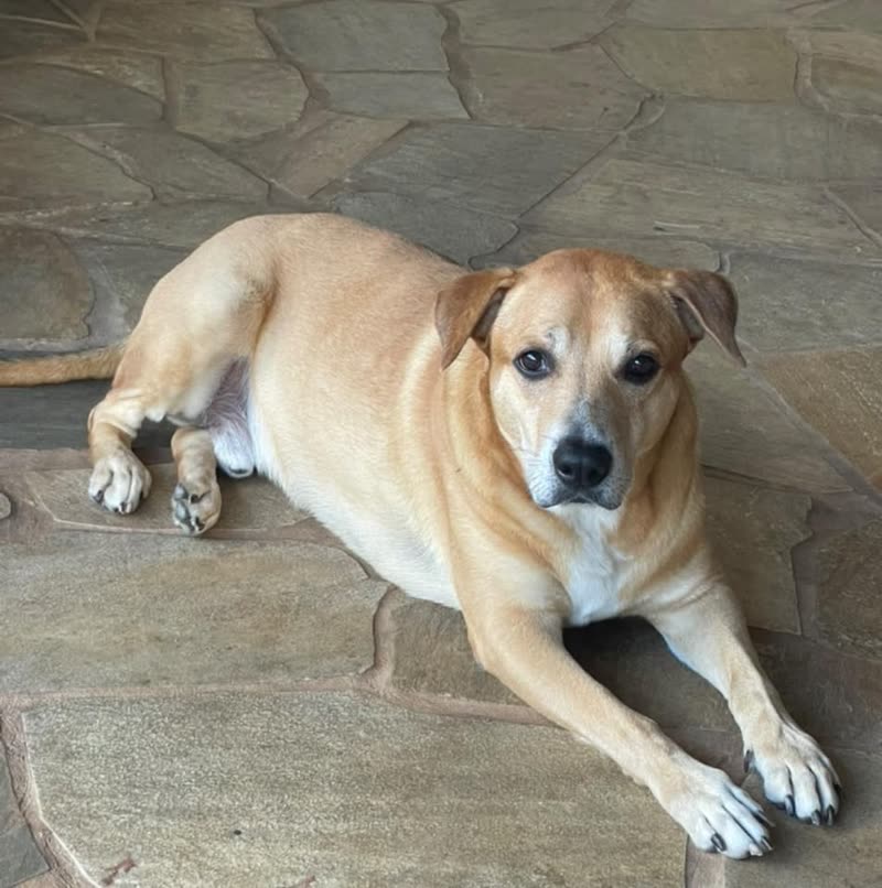 LOST PET - Valley View Drive, Kalihi Valley, Oahu | SSH Search