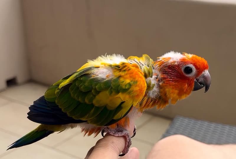 LOST PET - Paiwa Street, Waipahu | SSH Search