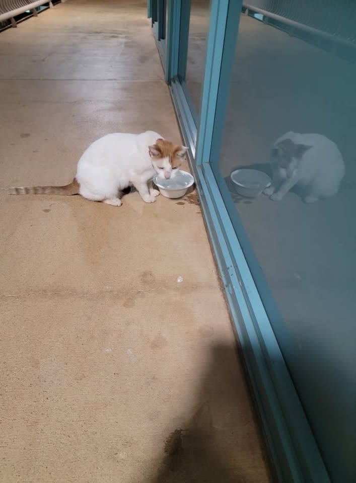 FOUND PET - Schofield Barracks, Oahu | SSH Search