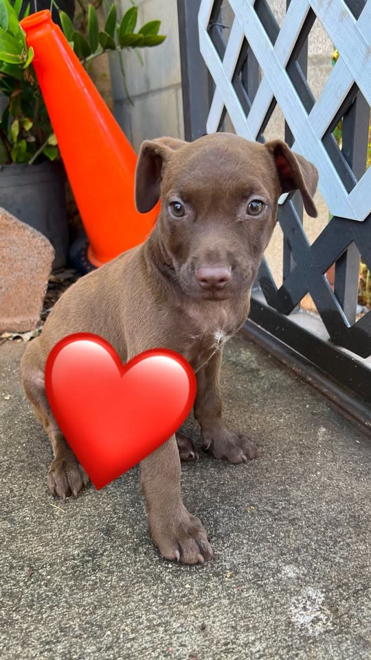 FOUND PET - Waipahu Elm | SSH Search