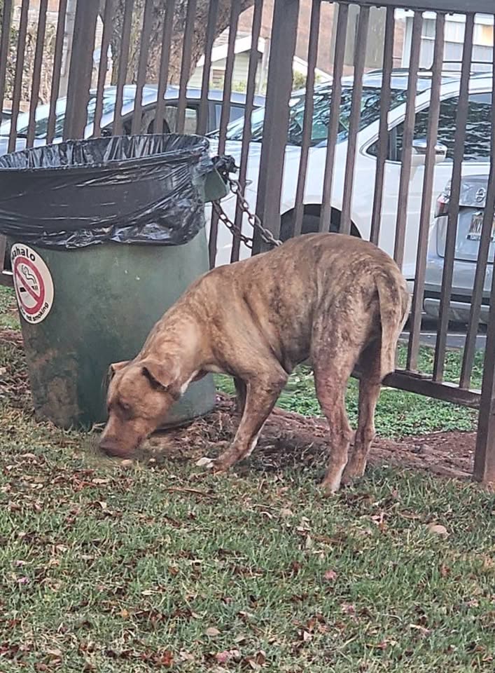 ANIMAL SIGHTING - Makakilo Community Park, Kapolei, Oahu | SSH Search
