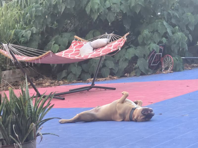 LOST PET - Wahiawa | SSH Search