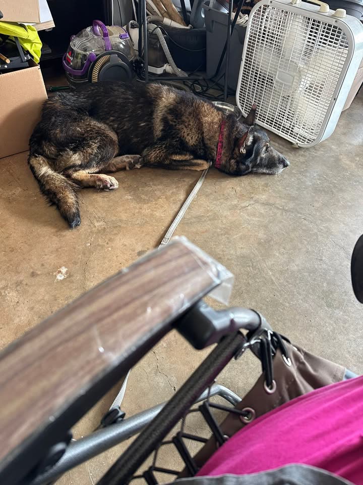 FOUND PET - Ka’ahele Park, Aiea, Oahu | SSH Search