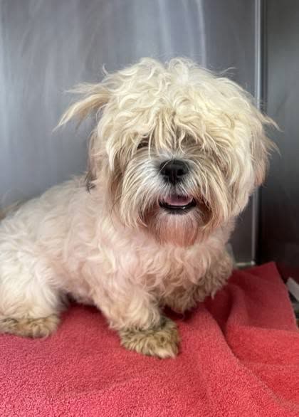 FOUND PET - Palama Street and Lopez Lane, Kalihi, Honolulu | SSH Search