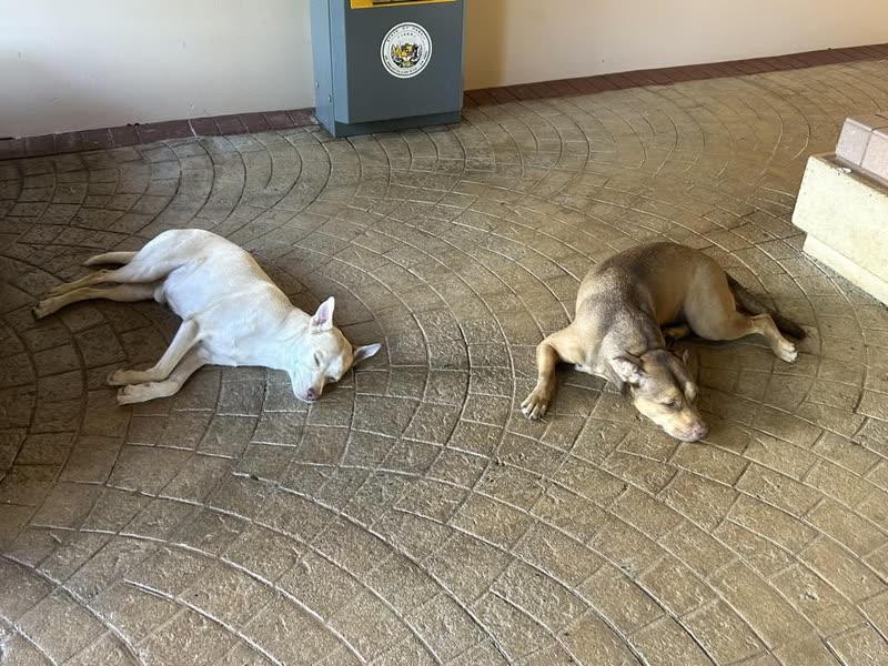 FOUND PET - Waipahu Processing Center, Waipahu, Oahu | SSH Search