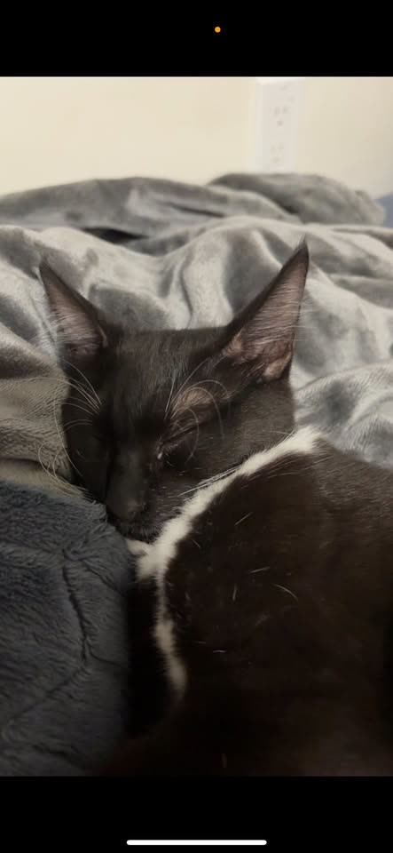 LOST PET - 773 Kinau Street, Honolulu | SSH Search