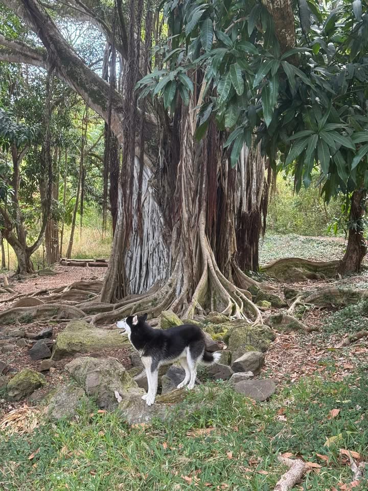 FOUND PET - Makiki Valley hike, base of the trail by parking | SSH Search