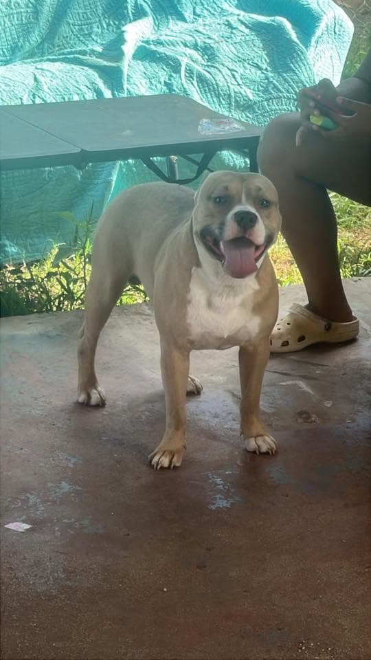FOUND PET - Wai'anae, Oahu | SSH Search