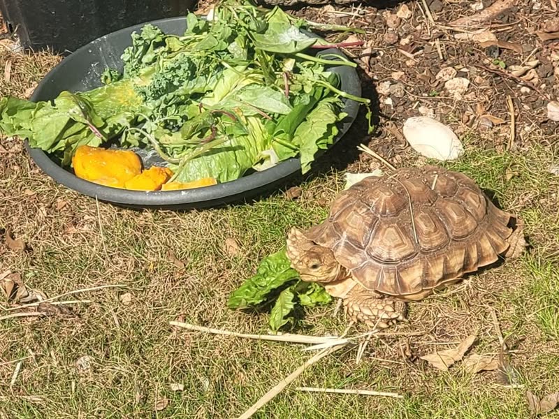 LOST PET - Kaiama Place, Hawaii Kai | SSH Search