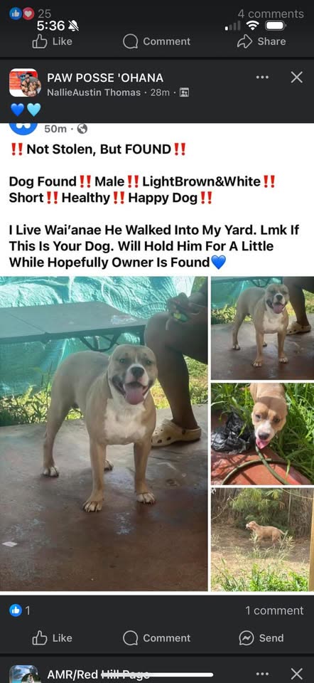 FOUND PET - Hawaii | SSH Search