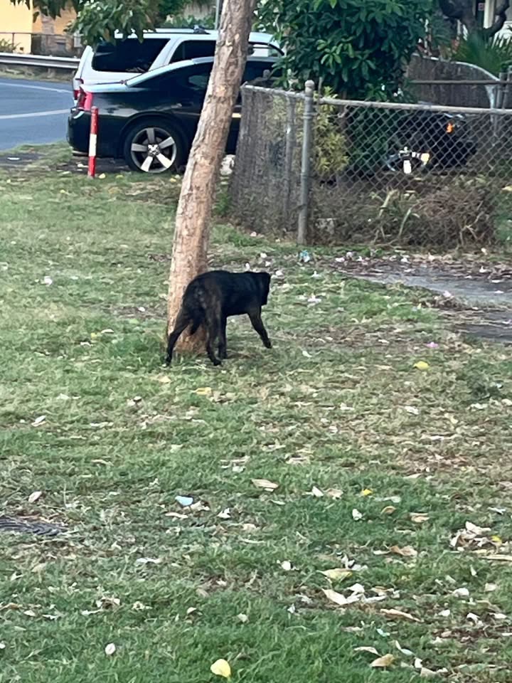 ANIMAL SIGHTING - Waiola and Lokahi St., Honolulu, Oahu | SSH Search