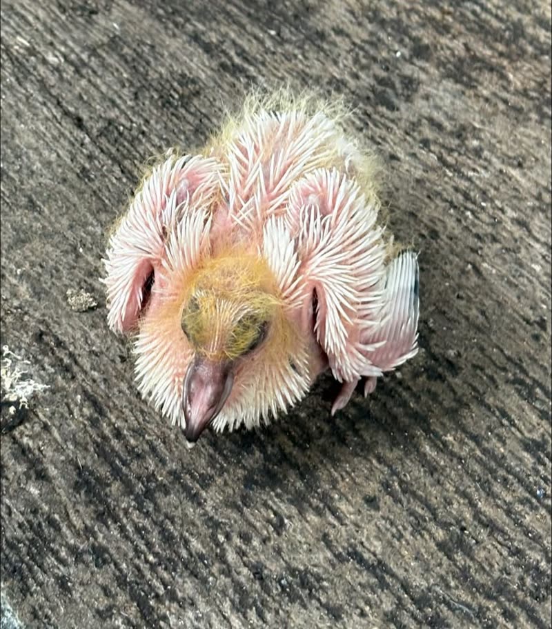FOUND PET - Kalihi, Honolulu, Oahu | SSH Search