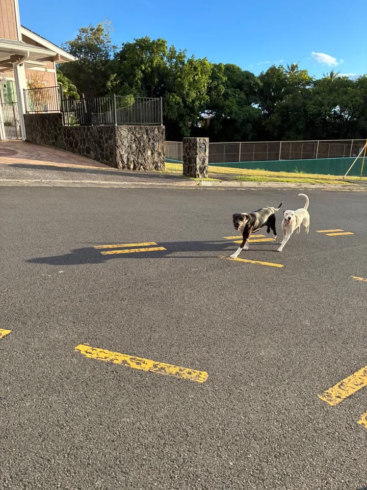 ANIMAL SIGHTING - Palisades neighborhood, Shell Gas Station, Palisades Drive Inn | SSH Search