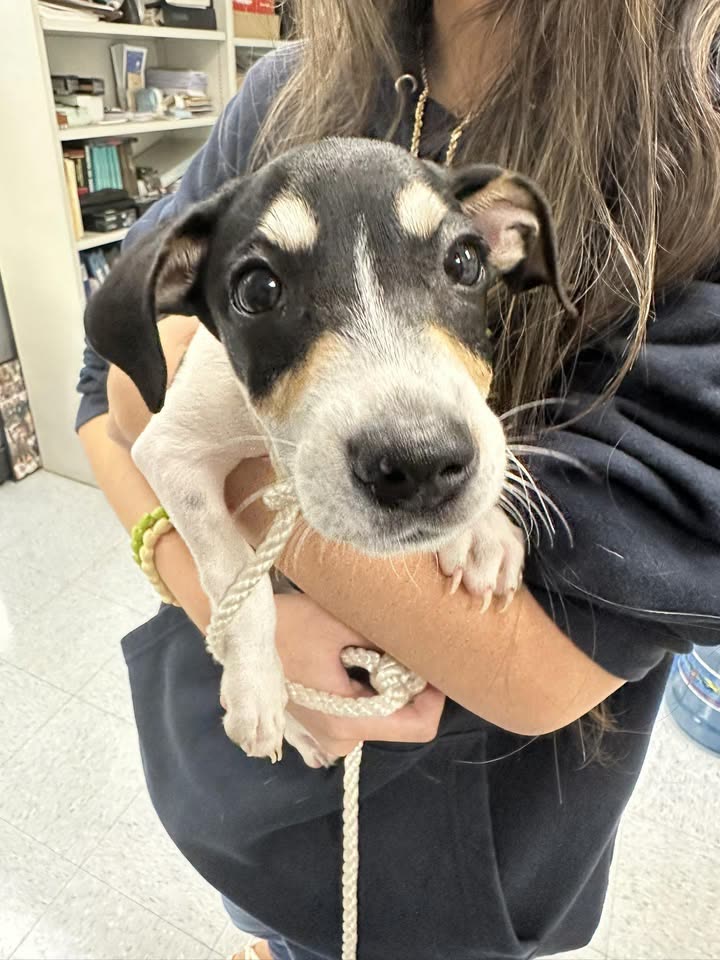 FOUND PET - Halawa area | SSH Search