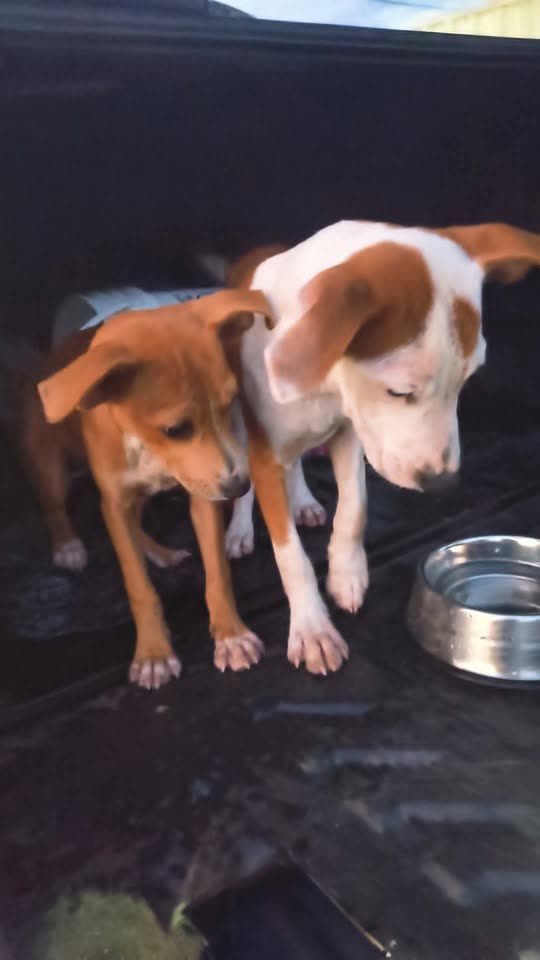 FOUND PET - Hawaii | SSH Search