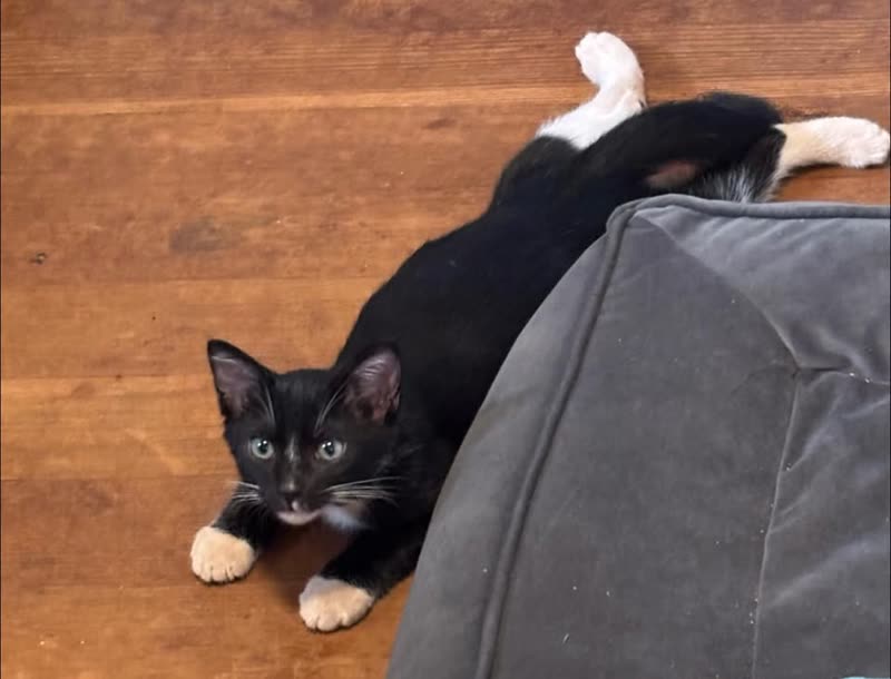 LOST PET - Pearl City Area, Oahu | SSH Search