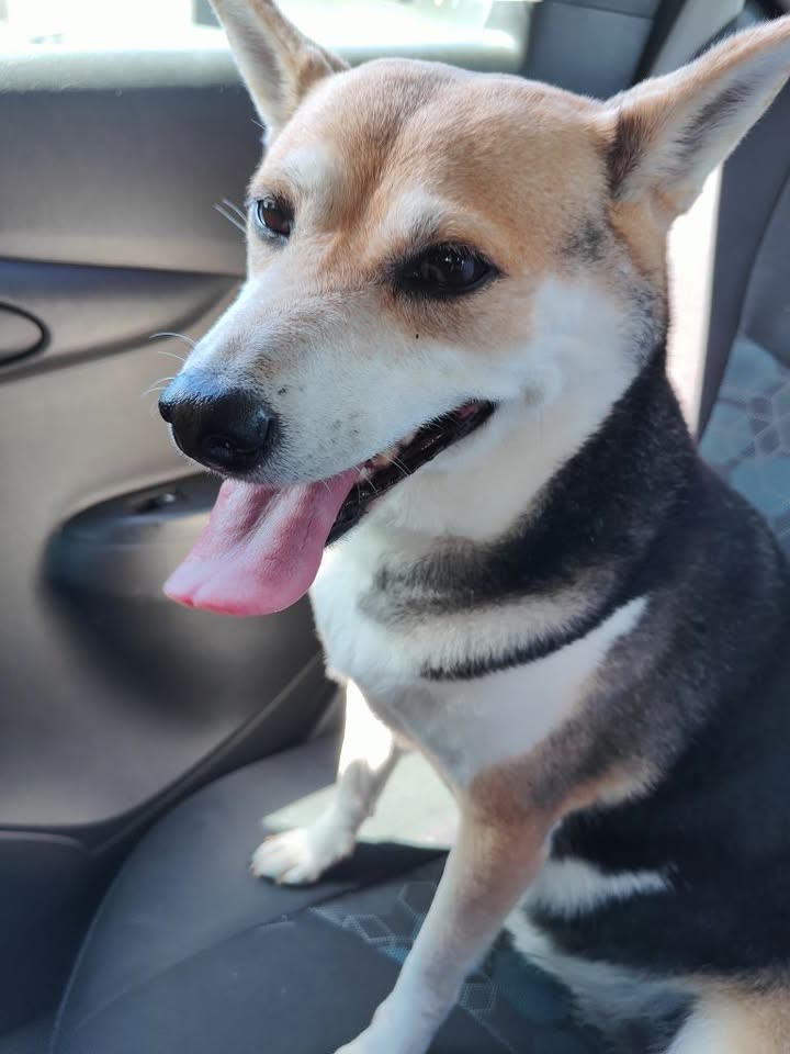 FOUND PET - Magellan Street and Iolani Avenue, Honolulu | SSH Search