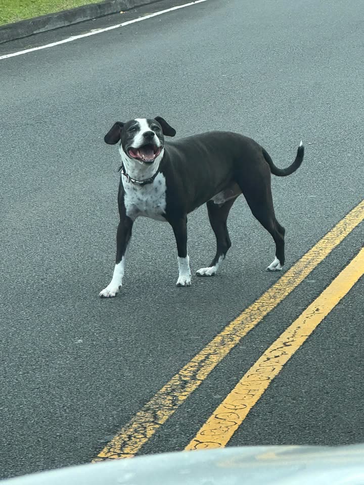 ANIMAL SIGHTING - Hawaii | SSH Search