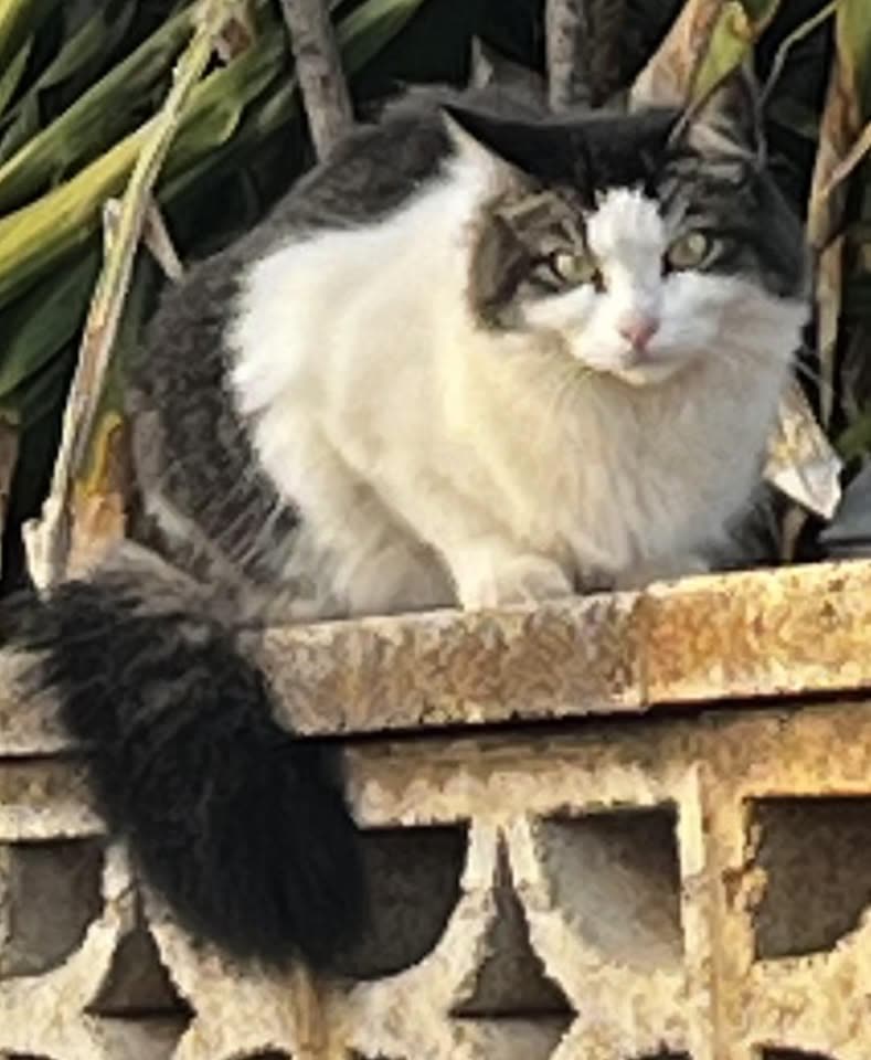 LOST PET - Papipi Place, Hawaii Kai, Oahu | SSH Search