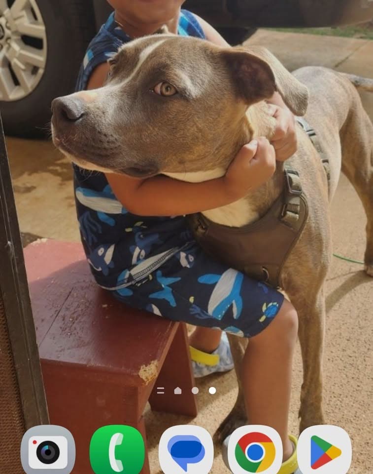 LOST PET - Wahiawa, Oahu | SSH Search