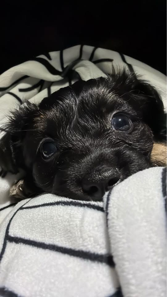 FOUND PET - Hawaii | SSH Search