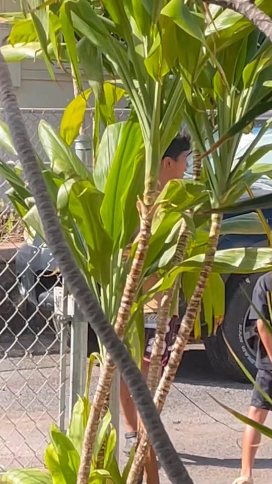 THEFT - Waipahu, Oahu | SSH Search