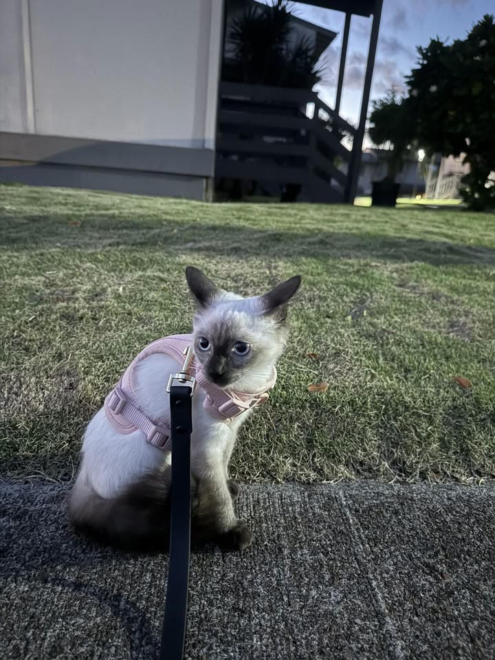 LOST PET - Kōaheahe Street, Pearl City, Oahu | SSH Search