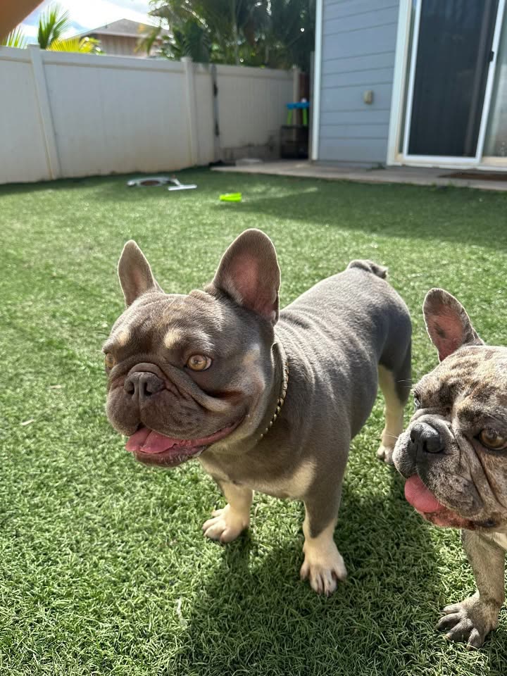 LOST PET - Kanehili neighborhood, Kapolei, Oahu | SSH Search