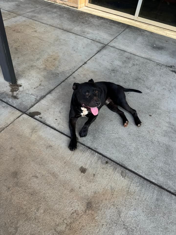 FOUND PET - Lokahi FCU, Pearl City, Oahu | SSH Search