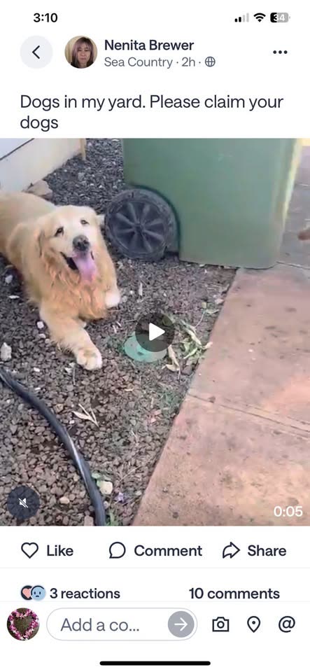 FOUND PET - Hawaii | SSH Search