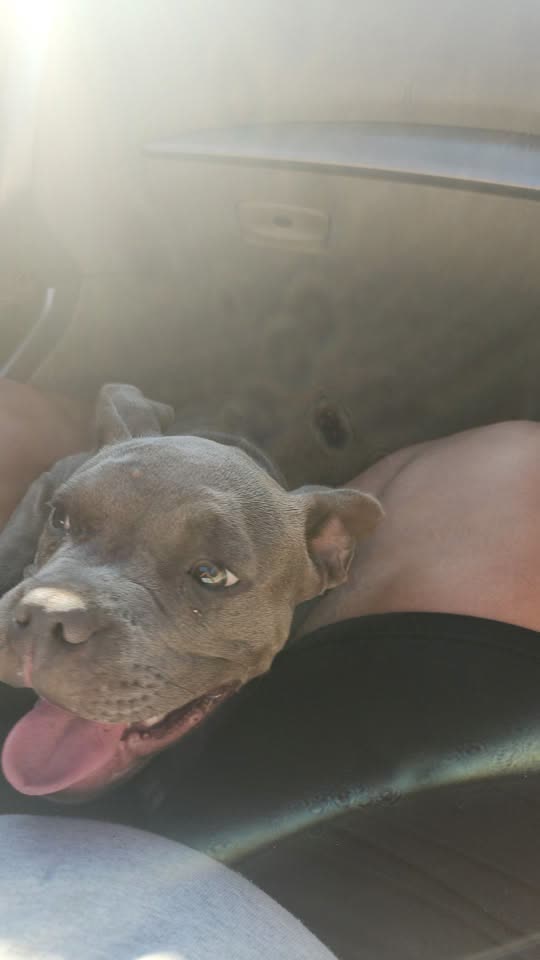 FOUND PET - Hawaii | SSH Search
