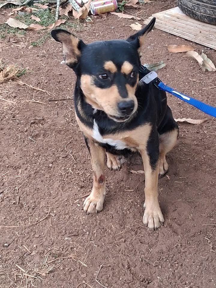 LOST PET - Kapolei community park, behind the Hawaiian homes area, Kapolei, Oahu | SSH Search