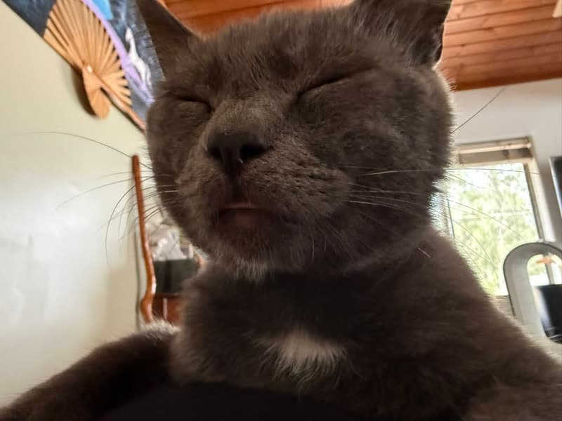 LOST PET - Hawaii Blvd, Ocean View, Big Island | SSH Search