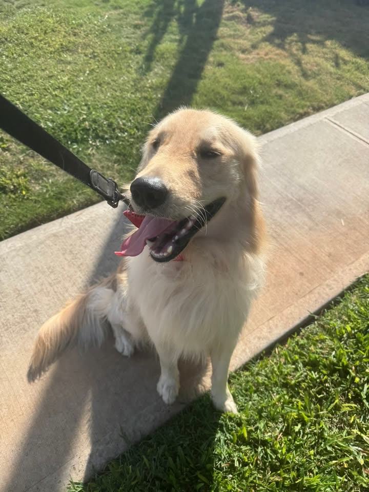 FOUND PET - Makaaloa Street, Ewa Beach | SSH Search
