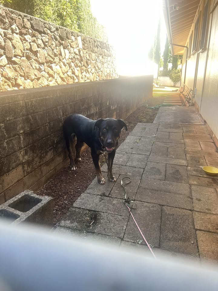 FOUND PET - Kaamilo Street, Aiea, Oahu | SSH Search