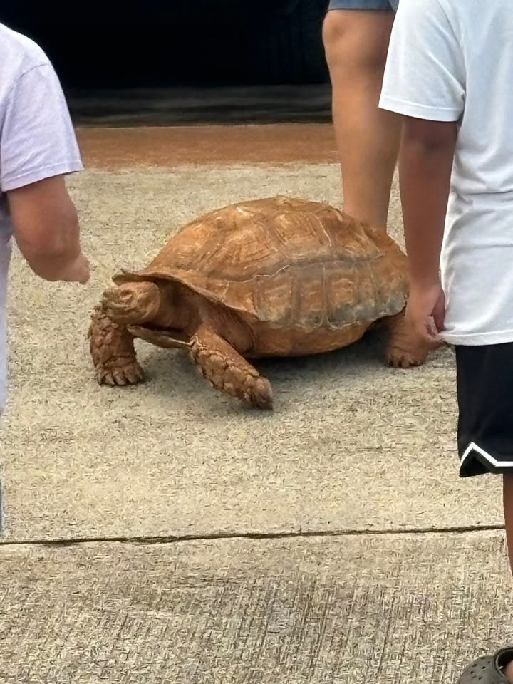 FOUND PET - Wandering Tortoise, Village Park, Alapine Street | SSH Search