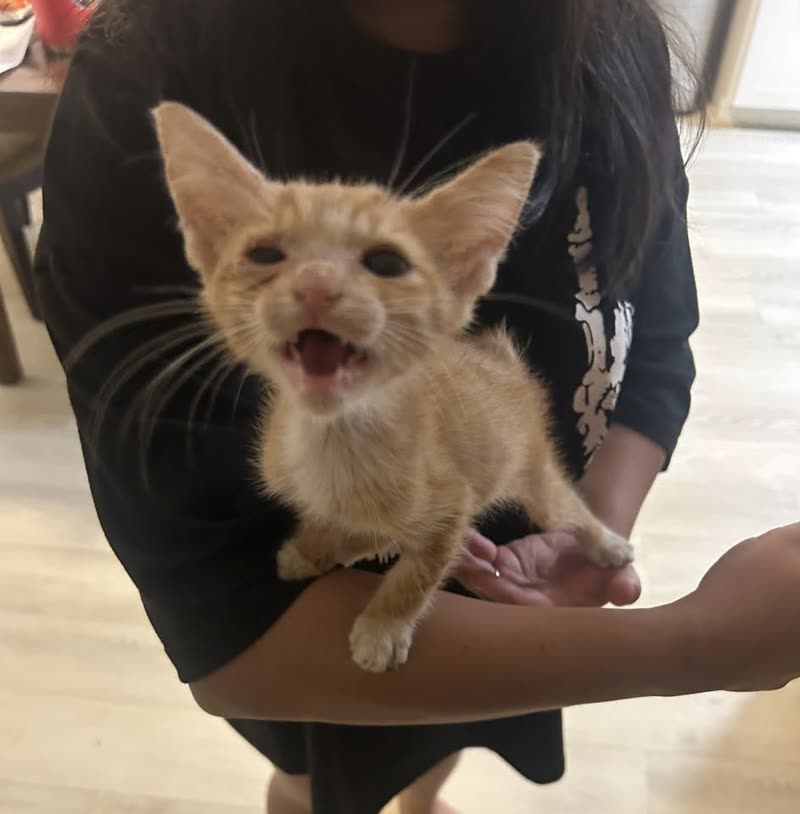 FOUND PET - Hawaii | SSH Search