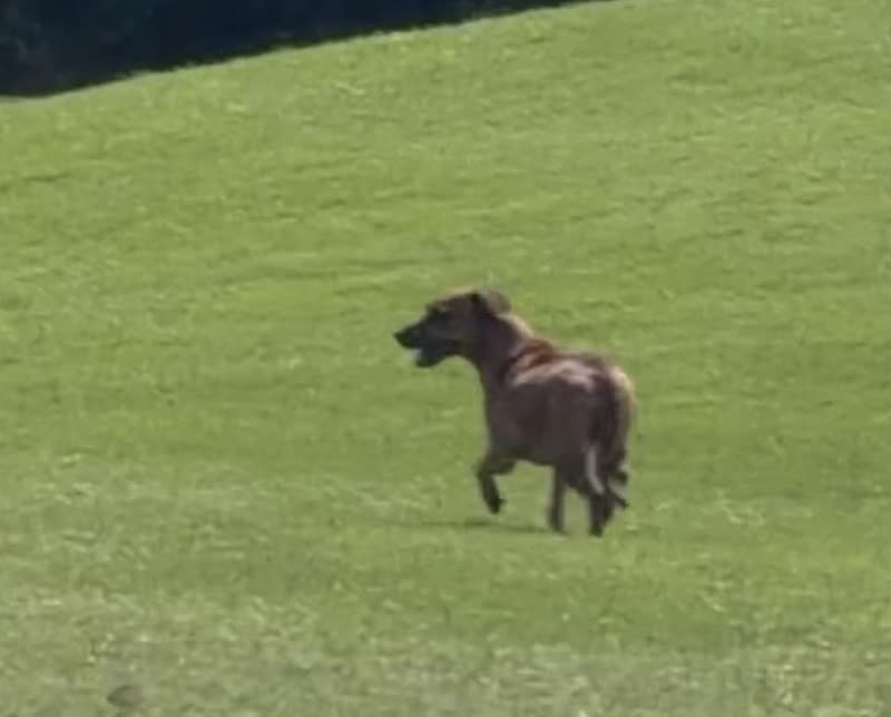 FOUND PET - Hawaii | SSH Search