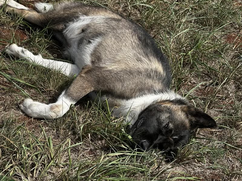 ANIMAL SIGHTING - Wahiawa | SSH Search