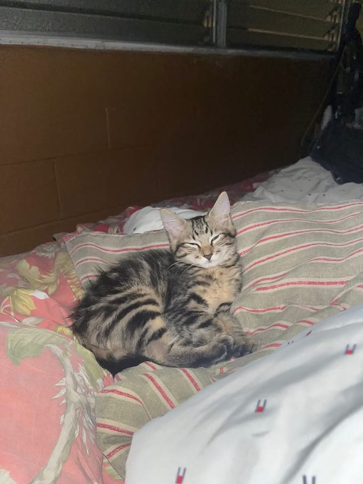 LOST PET - Kahuhipa Street, Kaneohe, Oahu | SSH Search