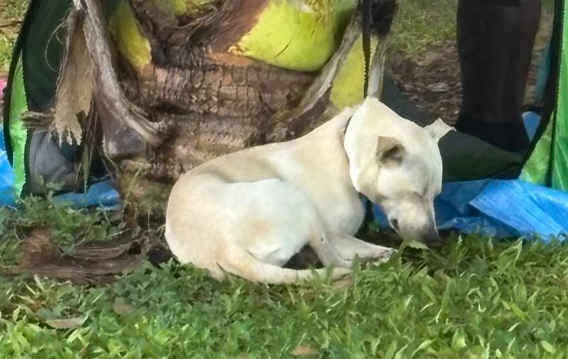 ANIMAL SIGHTING - Magic Island, Honolulu, Oahu | SSH Search