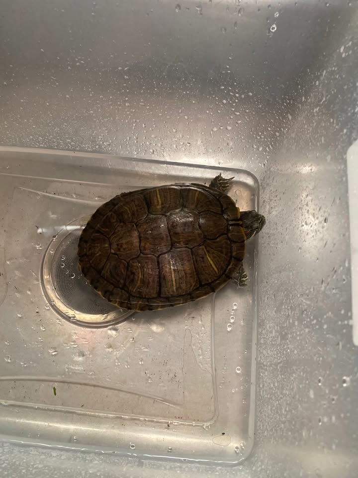 FOUND PET - Glen Avenue, Wahiawa | SSH Search