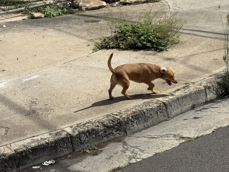 ANIMAL SIGHTING - Kalihi Street and Silva Street, Honolulu | SSH Search