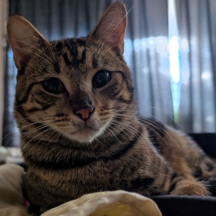 LOST PET - Kemo'o by the Lake Apartments, Wilikina Drive, Wahiawa | SSH Search