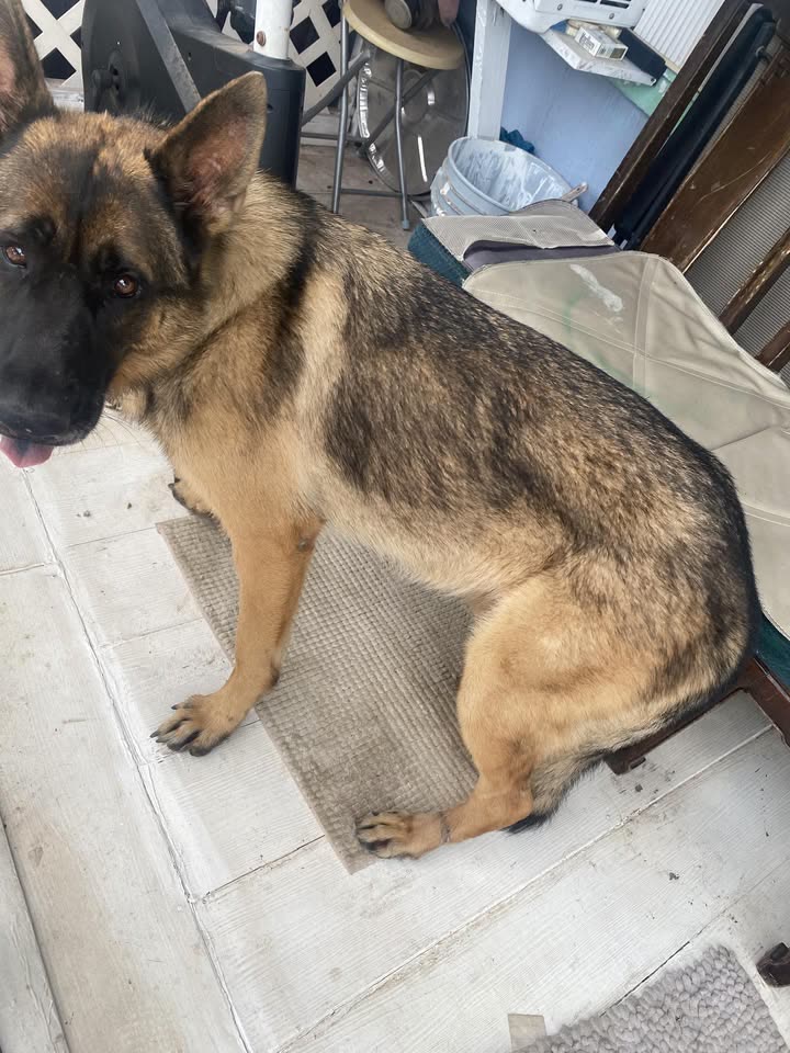 FOUND PET - Hakimo and Farrington, Oahu | SSH Search