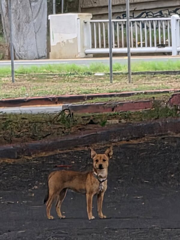 ANIMAL SIGHTING - Kaimuki High School, Honolulu, Oahu | SSH Search
