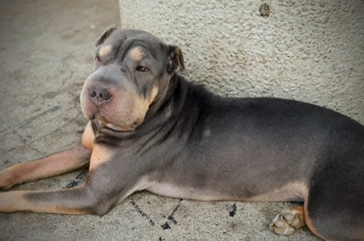 LOST PET - Hawaii | SSH Search