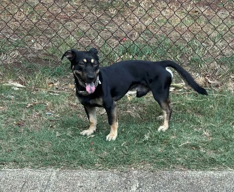 ANIMAL SIGHTING - Date Street and University Avenue, Honolulu | SSH Search