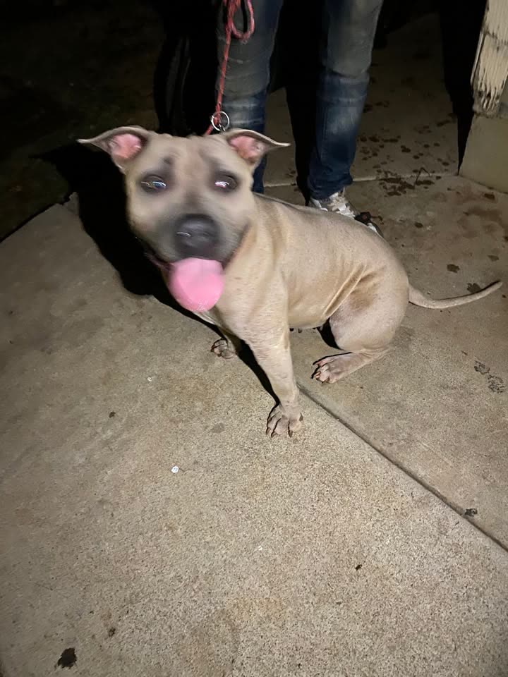 FOUND PET - Ewa area, Oahu | SSH Search